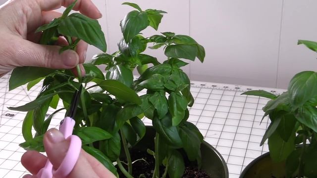 How to Harvest Basil for Continuous Plant Growth смотреть онлайн