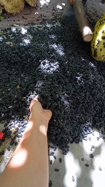 как в каменном веке  выбиваем палками из подсолнухов семечки