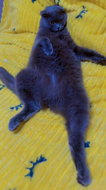 🔴 КОТ СМОКИ🔴 смотреть онлайн