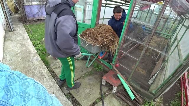Работаем в старой теплице. Делаем теплую подушку из навоза. Везде крапива. Буду думать, что посадит