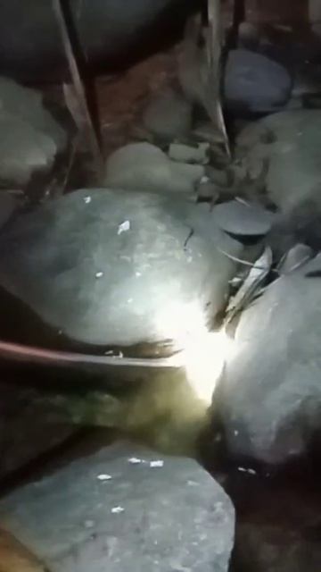 Mengerikan bungarus flaviceps besar #vidio_shorts смотреть онлайн