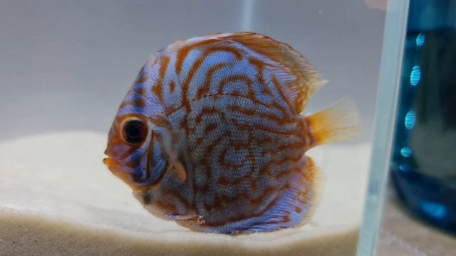 Discus Blue Tourquise 7 cm смотреть онлайн