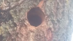 Где гнездо у дятла?
Гнездится исключительно в дуплах либо сухих, либо живых деревьев