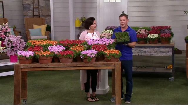 Roberta's 9-piece Hardy Succulent Ice Plant Collection on QVC смотреть онлайн
