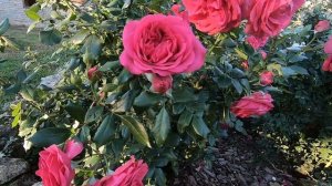 Роза плетистая Меритим.