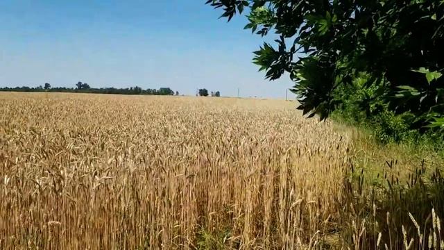 АНДРЕЙ ОБМАНУЛ ЗРИТЕЛЕЙ С ПОМИДОРАМИ. ПОМЫЛ СТУЛЬЯ ПОСЛЕ ШУПЫ ИЗ ШЛАНГА