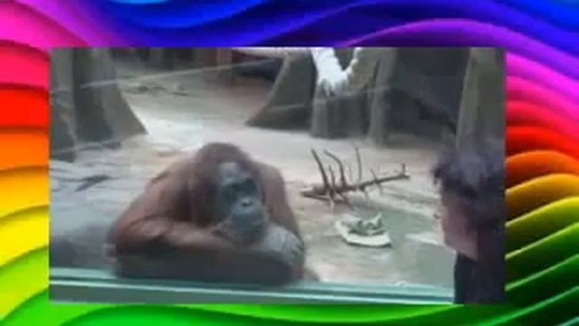 Потешная обезьянка кривляется  Смешное видео с обезьяной