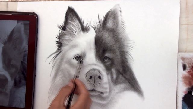 Drawing A Portrait Of A Dog/ PHOTOREALISM