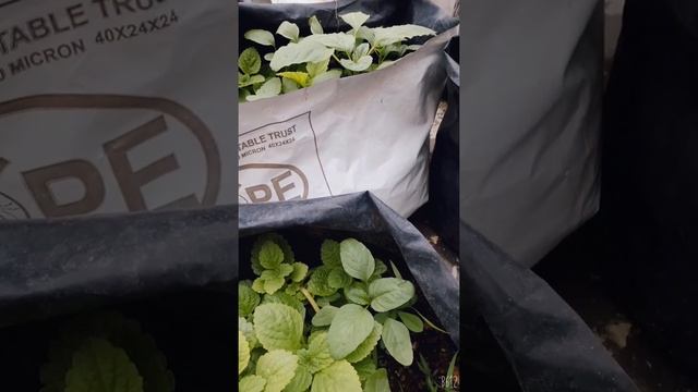 @GeorgeTheIndianFarmer Jaiva Krishi Organic farming in grow bags on Terrace during Covid Lockdown смотреть онлайн