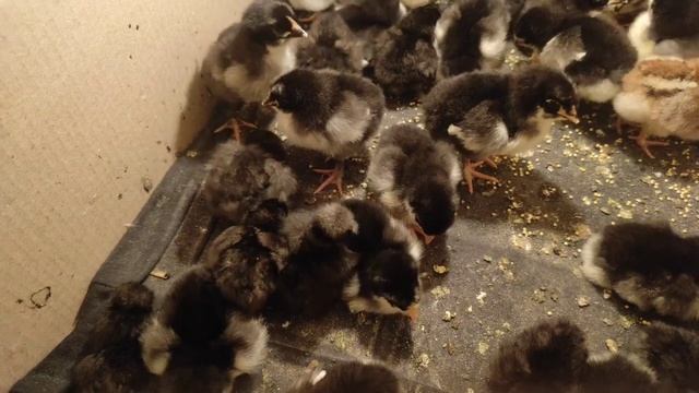 ОГРОМНОЕ КОЛИЧЕСТВО ЦИПЛЯТ. КИТАЙСКИЕ ШЁЛКОВЫЕ ЦИПЛЯТА. МАРАНЫ АМЕРАУКАНЫ, МУСКУСНЫЕ УТЯТА