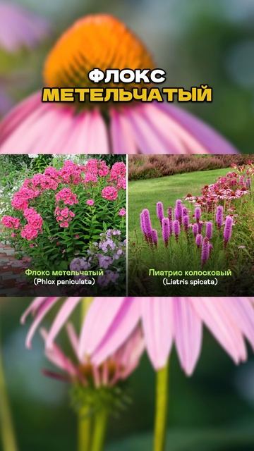 Ч.1🌸🎯С Чем Сочетать Эхинацею Чтобы Сад Выглядел Дорого смотреть онлайн