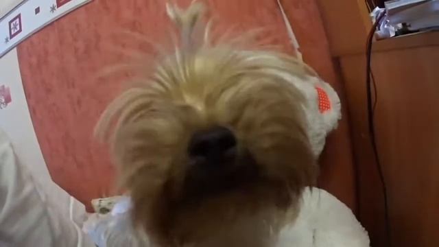 ЧЕЛЕНДЖ С ЛАЙМОМ | ПОЛ ЭТО ЛАВА смотреть онлайн