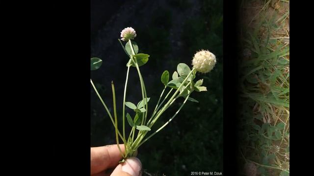 Конюшина суницевидна  (Trifolium Fragiferum)