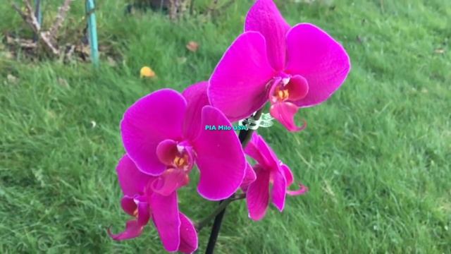 HOW TO GROW PHALAENOPSIS ORCHIDS - USA Part 2 (V-297) смотреть онлайн