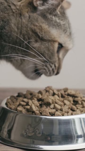 "Unleash Your Cat's Inner Gourmet: Exploring Wet, Dry, and Raw Food Options!" | #catshorts #cat смотреть онлайн
