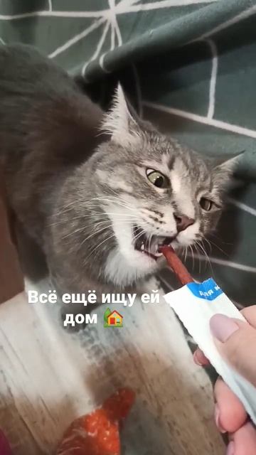 Кошка Маша кушает колбаску. смотреть онлайн