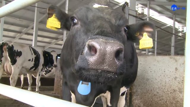 ЕВГЕНИЙ КУЙВАШЕВ ОЦЕНИЛ НОВЫЙ ЖИВОТНОВОДЧЕСКИЙ КОМПЛЕКС В ИРБИТСКОМ МУНИЦИПАЛЬНОМ ОБРАЗОВАНИИ смотреть онлайн