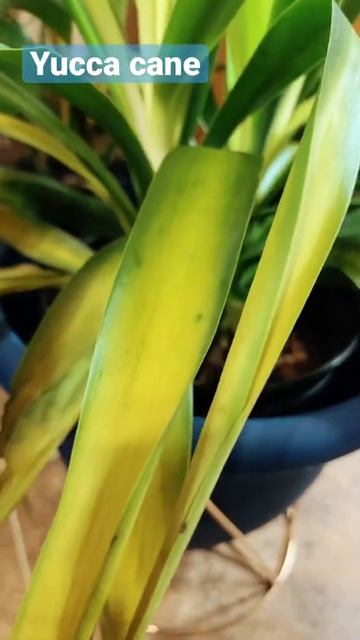 Yucca Cane Change Color #shorts смотреть онлайн