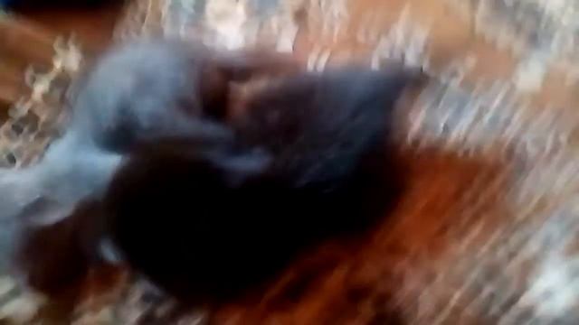 Бійка малих котів