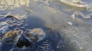 Апрель 2025 года. Размножение земноводных на примере травяной лягушки