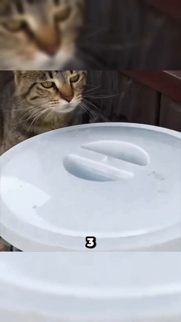 А вы использовали чистотел? #рекомендации #дача #советы #огород #сад #урожай #рассада #shorts смотреть онлайн