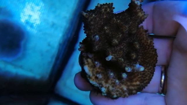 Acropora efflorescens-indo coral gandalf смотреть онлайн