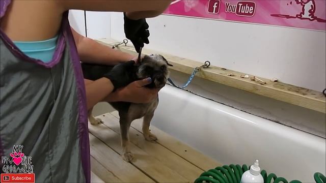 Dog Ear Cleaning Teaching Dog Owners смотреть онлайн
