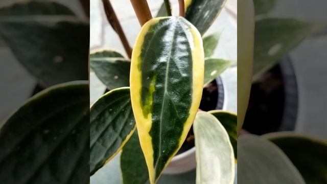 Hoya macrophylla (albomarginata) смотреть онлайн