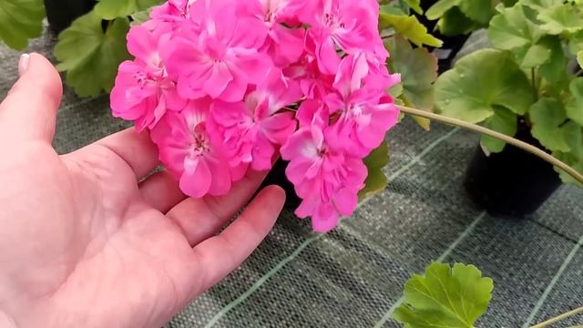 Зонартики поражают цветами! Про маты. смотреть онлайн