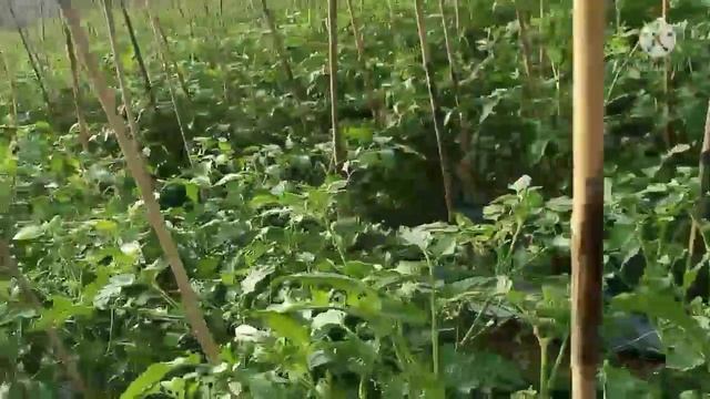 pemupukan tepat pada tanaman tomat смотреть онлайн