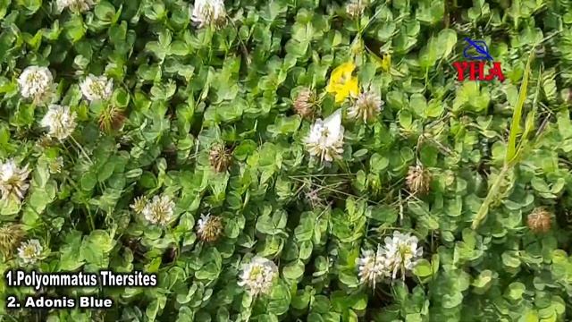 Polyommatus Thersites ve Adonis Blue смотреть онлайн