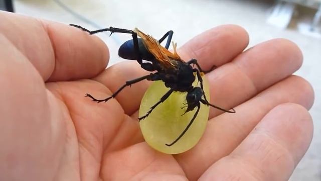 Attacked by munchies and feeding grapes to a TARANTULA HAWK (giant wasp)! смотреть онлайн