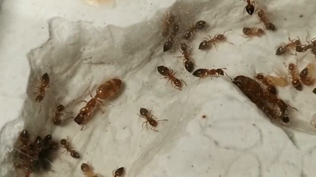 Crematogaster cylindriceps смотреть онлайн