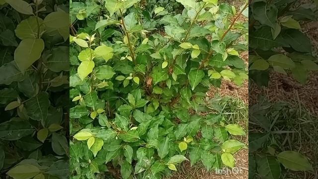 Легла прямо на куст гуми смотреть онлайн