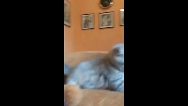 Малюсенький котенок играет мячиком / Очень красивый котик тигренок / КОШКИН ДОМ смотреть онлайн