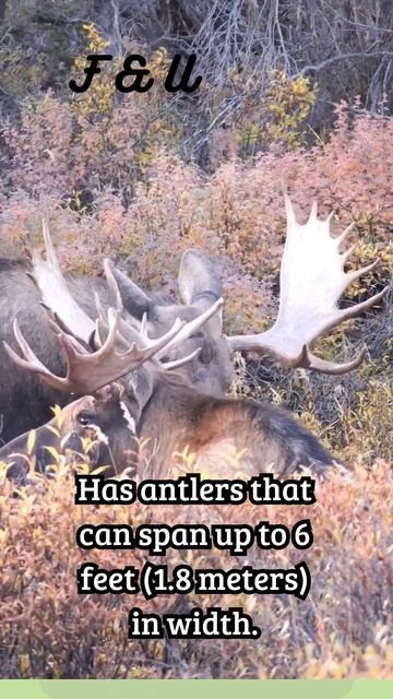 MOOSE | a symbol of the wilderness in the ecosystems they inhabit #animals #animalshortsvideo смотреть онлайн