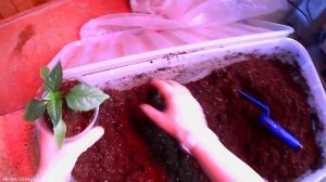 20 апреля 2025 года пересадила рассаду баклажанов, перцев и помидоров.