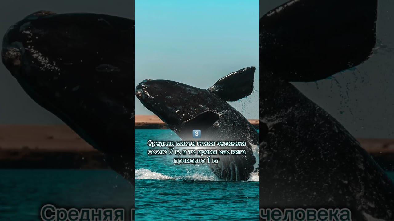 #зрение #здоровьеглаз #лазернаякоррекциязрения #офтальмолог #офтальмология #глаза #интересныефакты смотреть онлайн