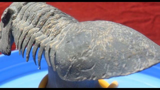 FREE-STANDING PARALEJURUS FOSSIL TRILOBITE. DEVONIAN. MOROCCO. LAB PREPARED #8051