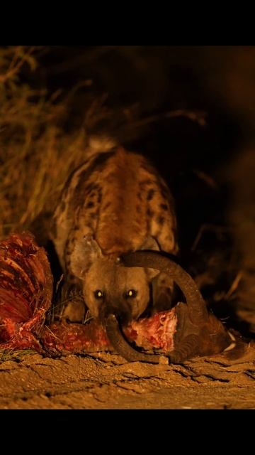 WHAT happens next at this Hyena Kill смотреть онлайн