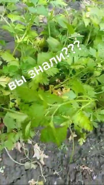 вы знали? смотреть онлайн