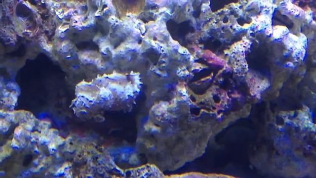 Sepia bandensis color-change смотреть онлайн