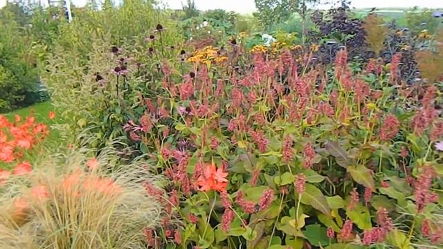 New Wave Perennial Planting - My Experience