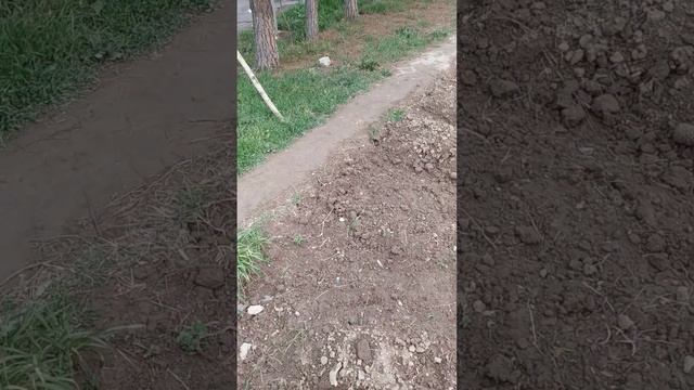 Павловния куртаклари куринди 17.03.2021 смотреть онлайн
