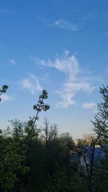 Ветка клёна и облака