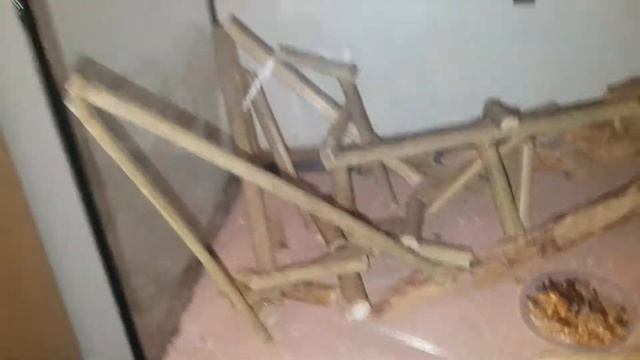 Tetraponera R. Changement de decors смотреть онлайн