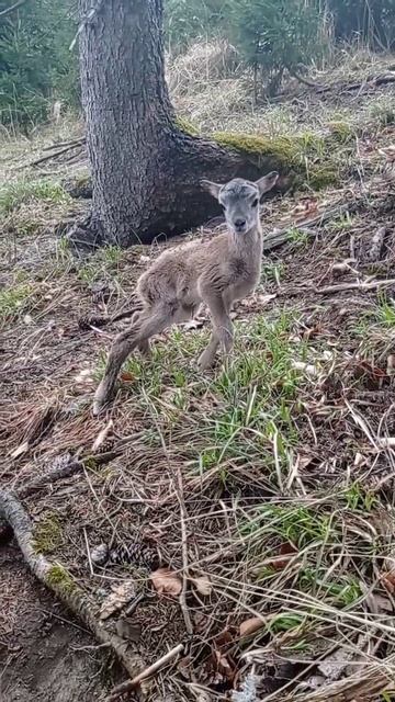🥰 #muflon #animals #animallover смотреть онлайн