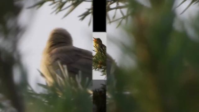 Melodius Warbler смотреть онлайн