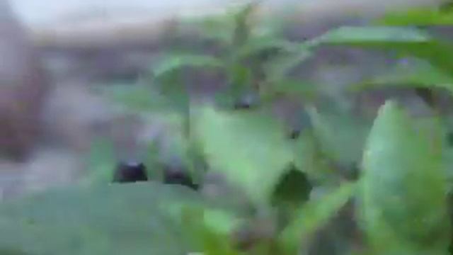 Lagarta da pimenteira .......quase orgânica! смотреть онлайн