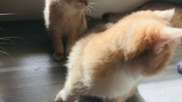 🧡🤩😻ОЧЕНЬ СОЛНЕЧНЫЕ КОТЯТА🌞☀️👑 GOLDEN KITTENS🧡 смотреть онлайн